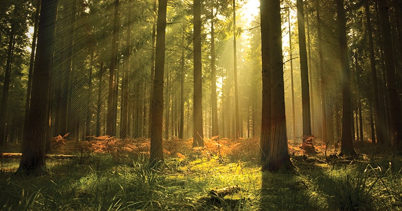 Sustainability and Havwoods